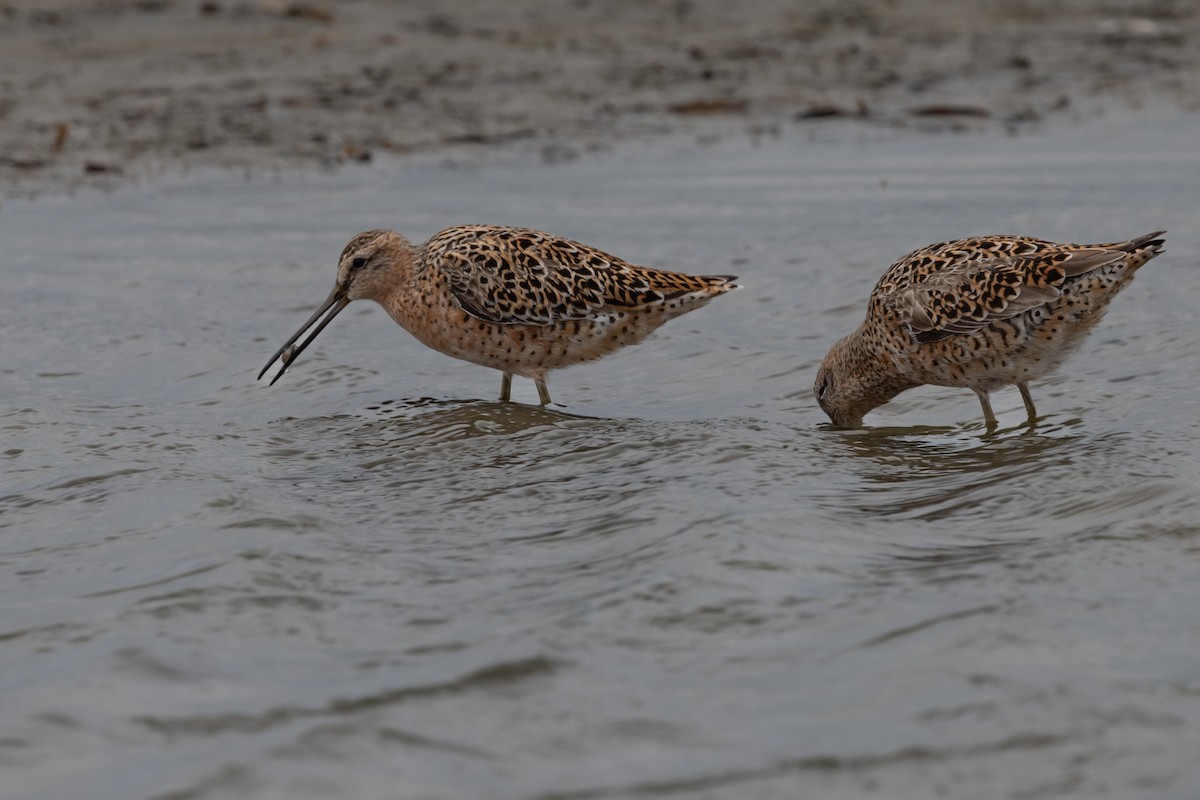 Short-billed Dowitcher - Dan Ellison