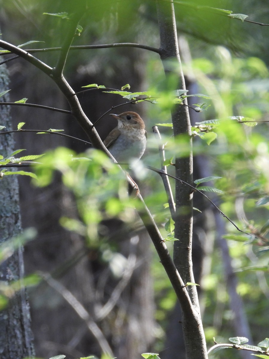 Veery - Tracy Mosebey