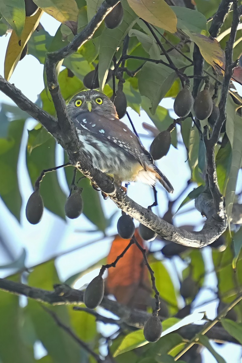 Ferruginous Pygmy-Owl - Alan Lenk