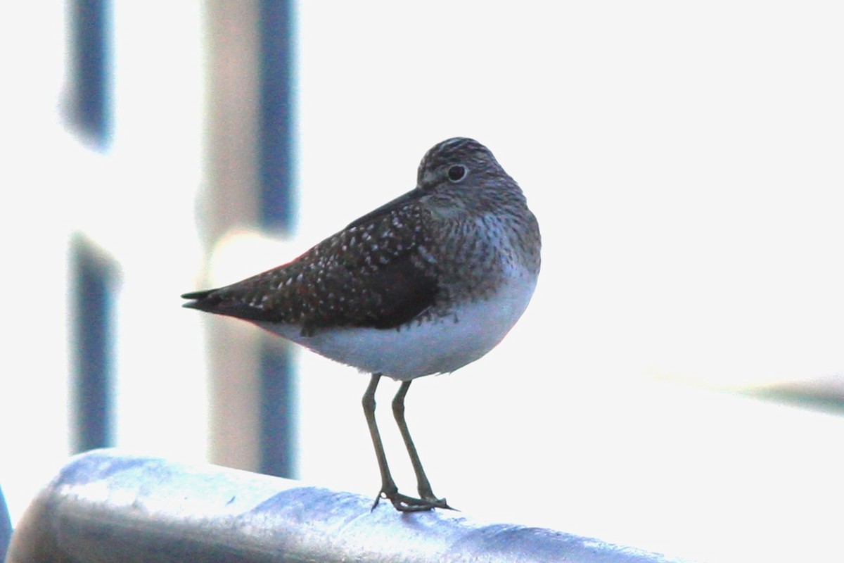 Solitary Sandpiper - ML618215089