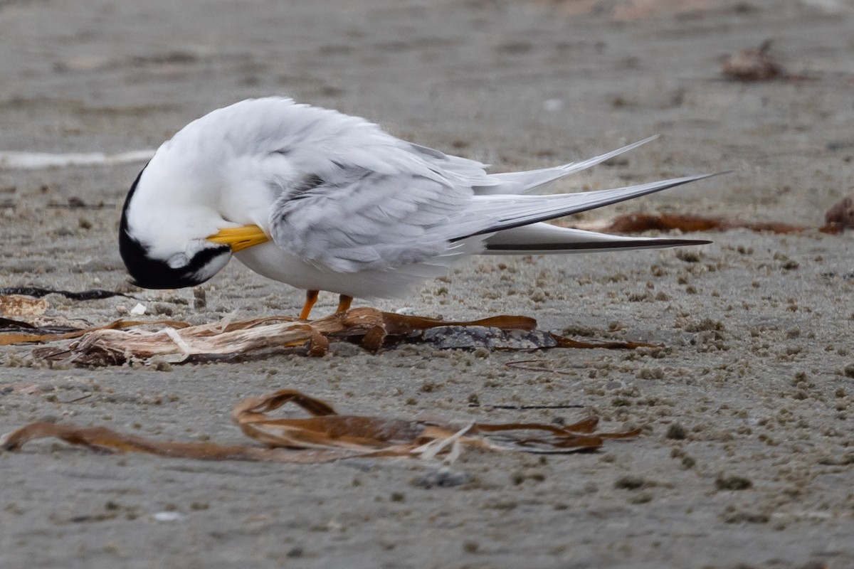 Least Tern - Dan Ellison