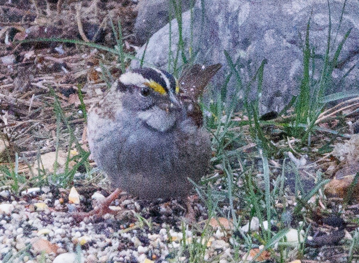 White-throated Sparrow - ML618215099