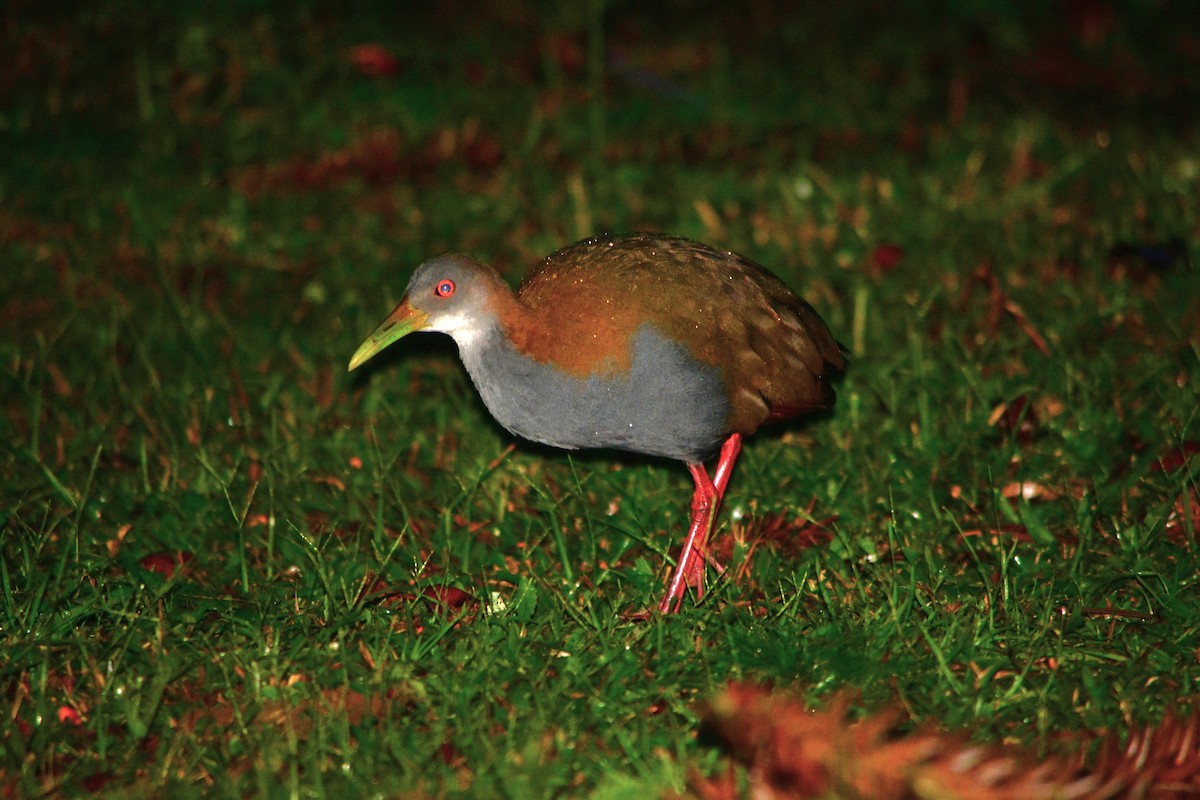 Slaty-breasted Wood-Rail - João Gava Just