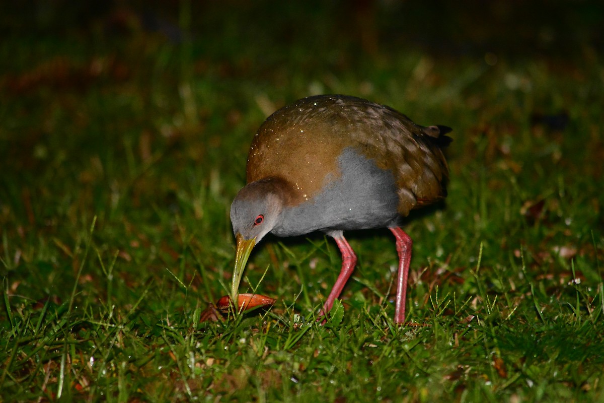 Slaty-breasted Wood-Rail - João Gava Just