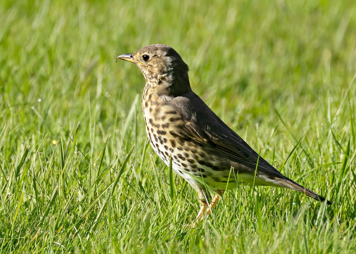 Song Thrush - ML618215127