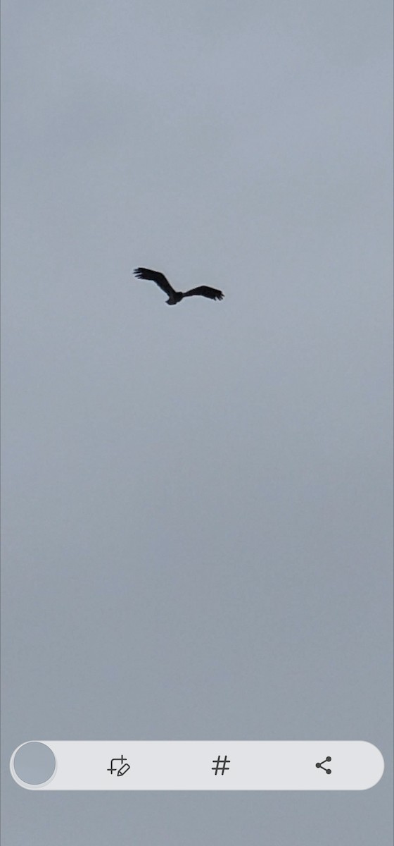 Turkey Vulture - Esther Schnaible