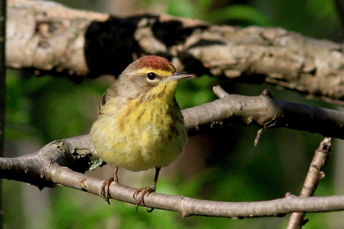 Palm Warbler - Rob Keys