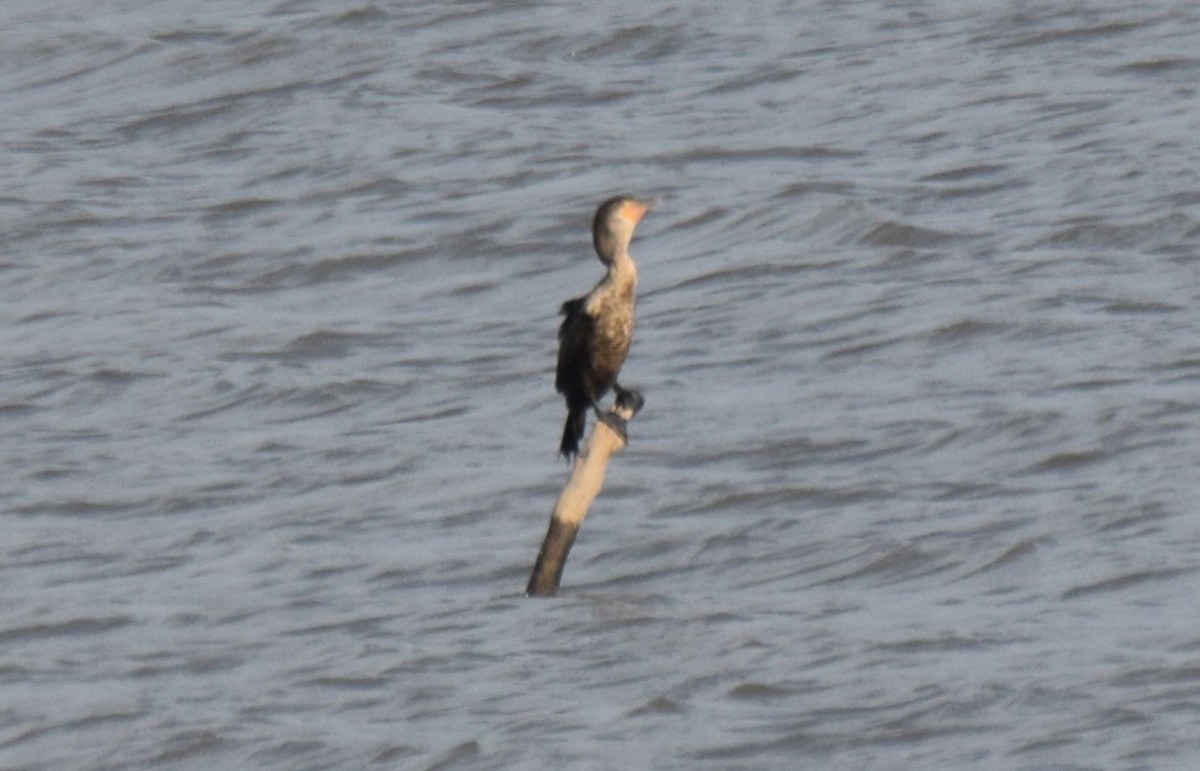 Neotropic Cormorant - Nestor Herrera