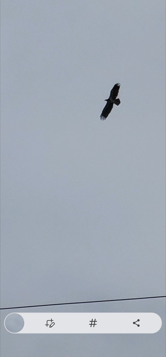 Turkey Vulture - Esther Schnaible