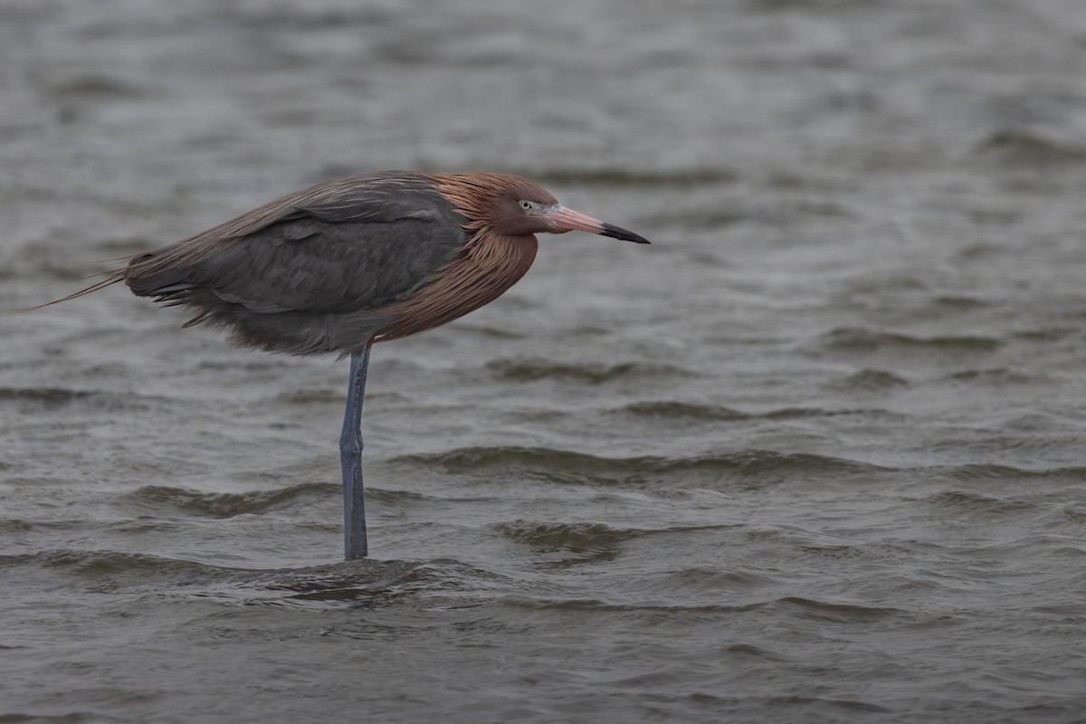 Reddish Egret - Dan Ellison