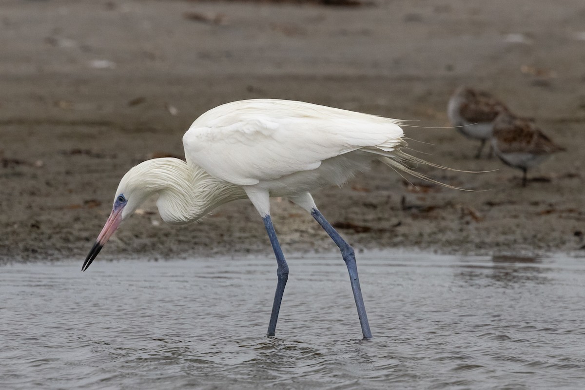 Reddish Egret - Dan Ellison