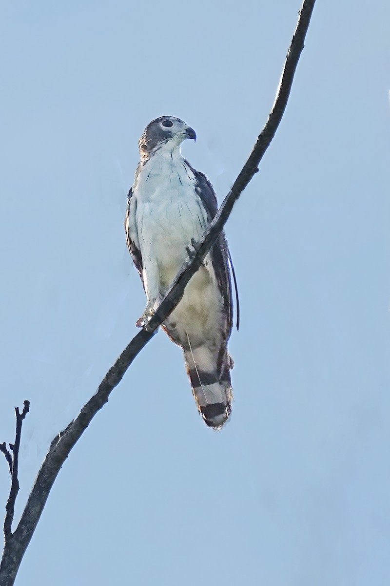 Gray-headed Kite - Alan Lenk