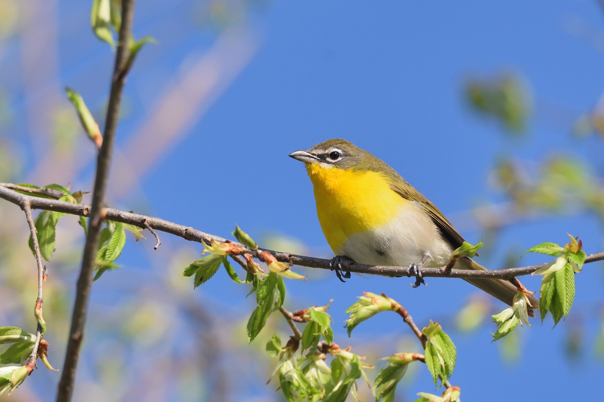 Yellow-breasted Chat - Andrew Schopieray