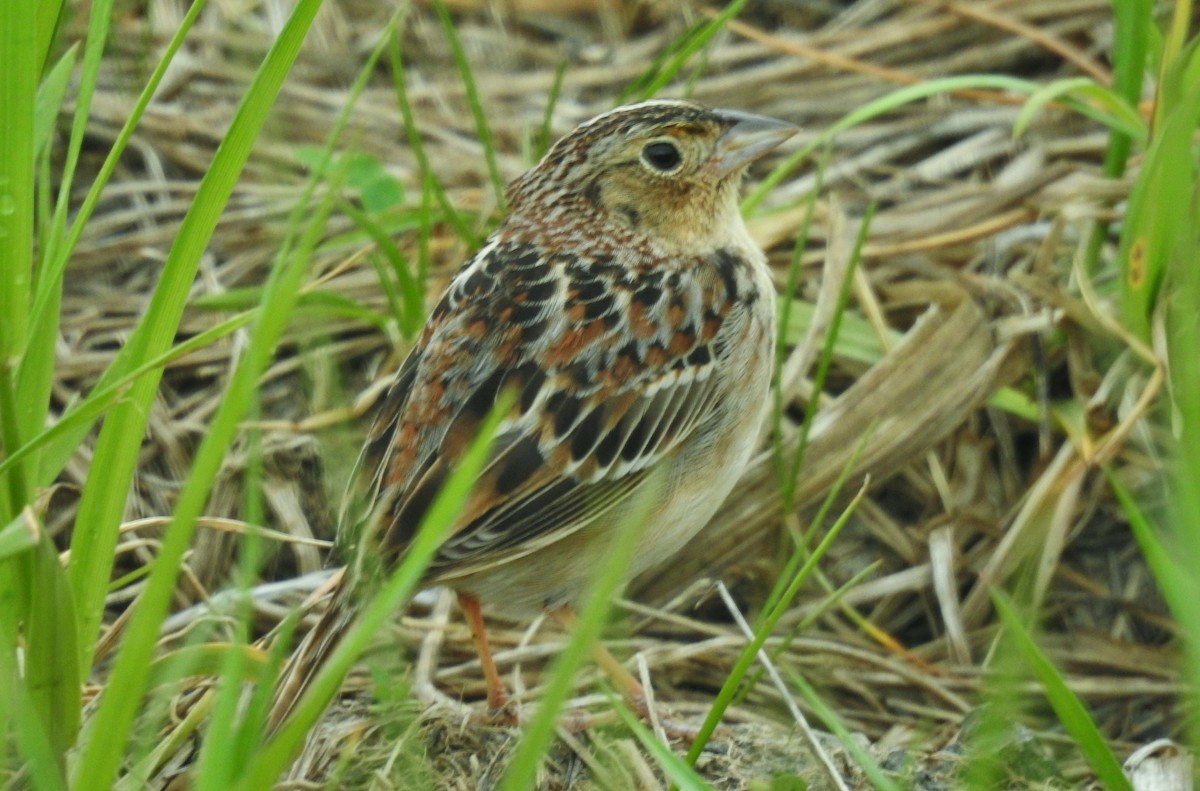 Grasshopper Sparrow - Kent Miller