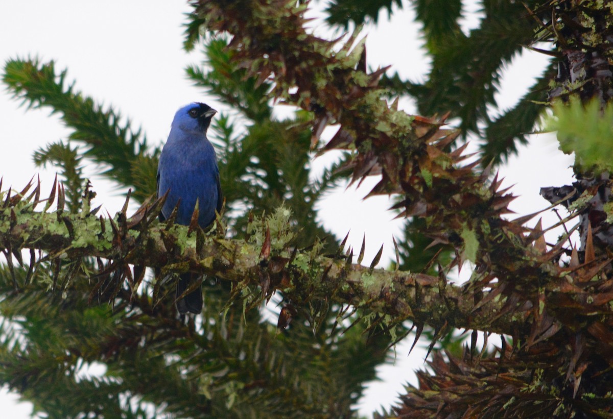 Diademed Tanager - João Gava Just