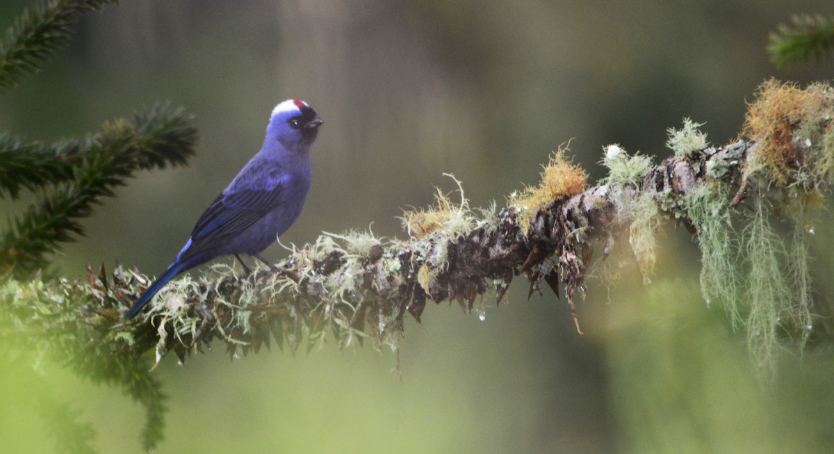 Diademed Tanager - João Gava Just