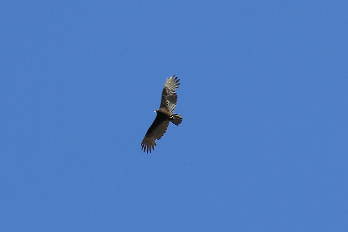 Turkey Vulture - ML618215188