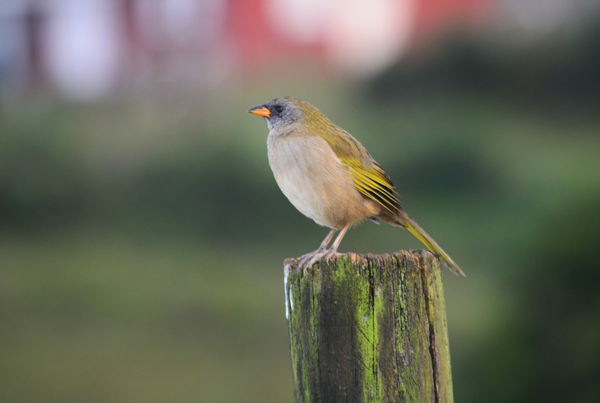 Great Pampa-Finch - João Gava Just