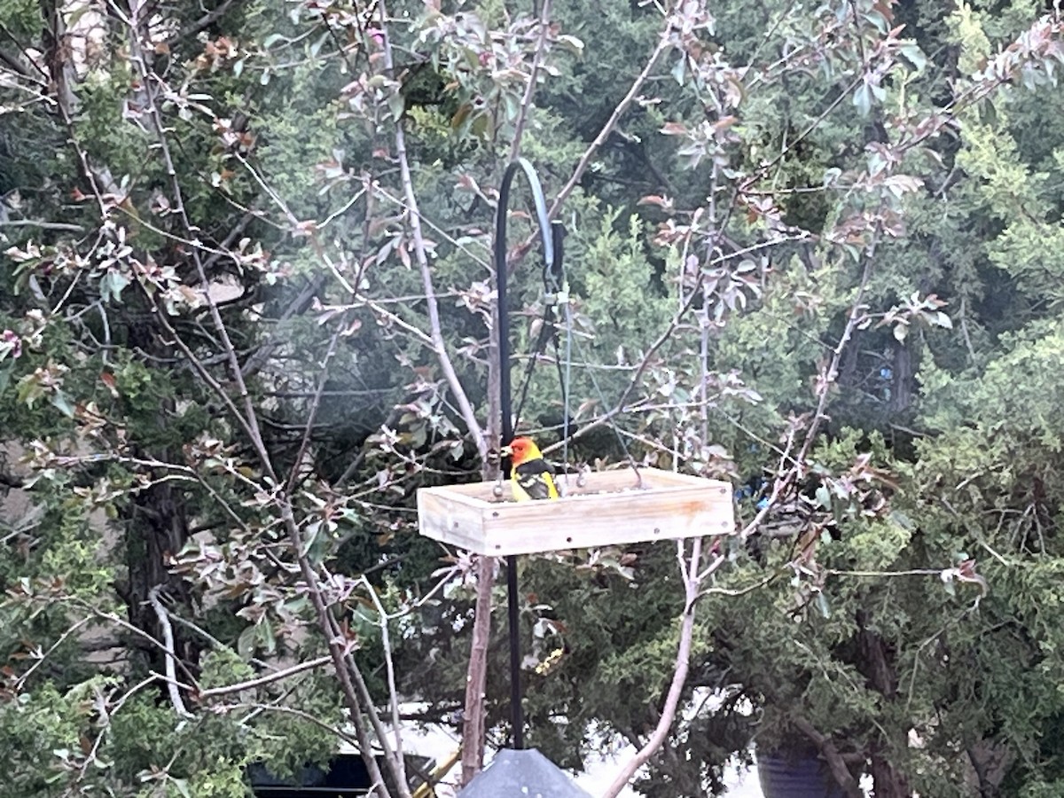 Western Tanager - Cindy  Sperry