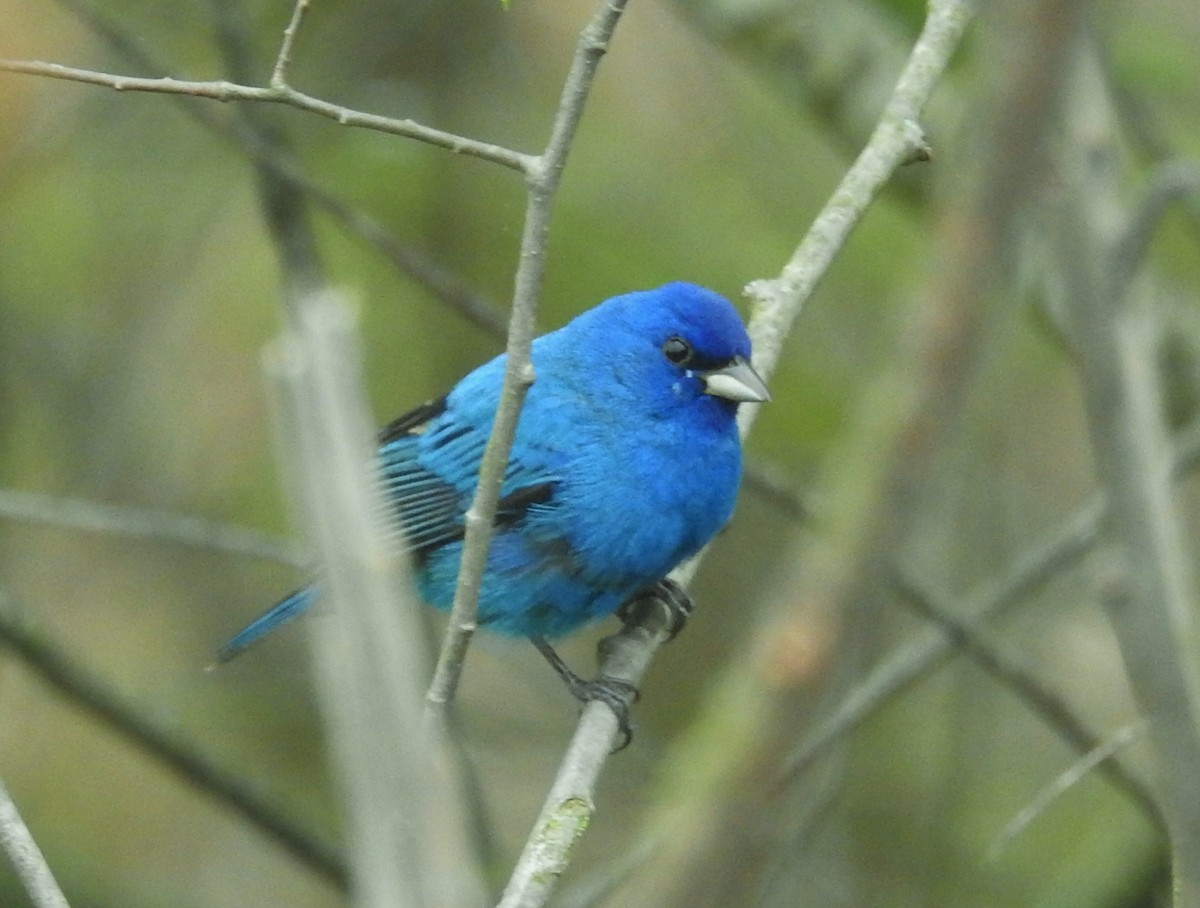 Indigo Bunting - Kent Miller