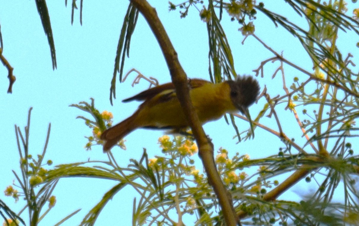 Rose-throated Becard - Nestor Herrera