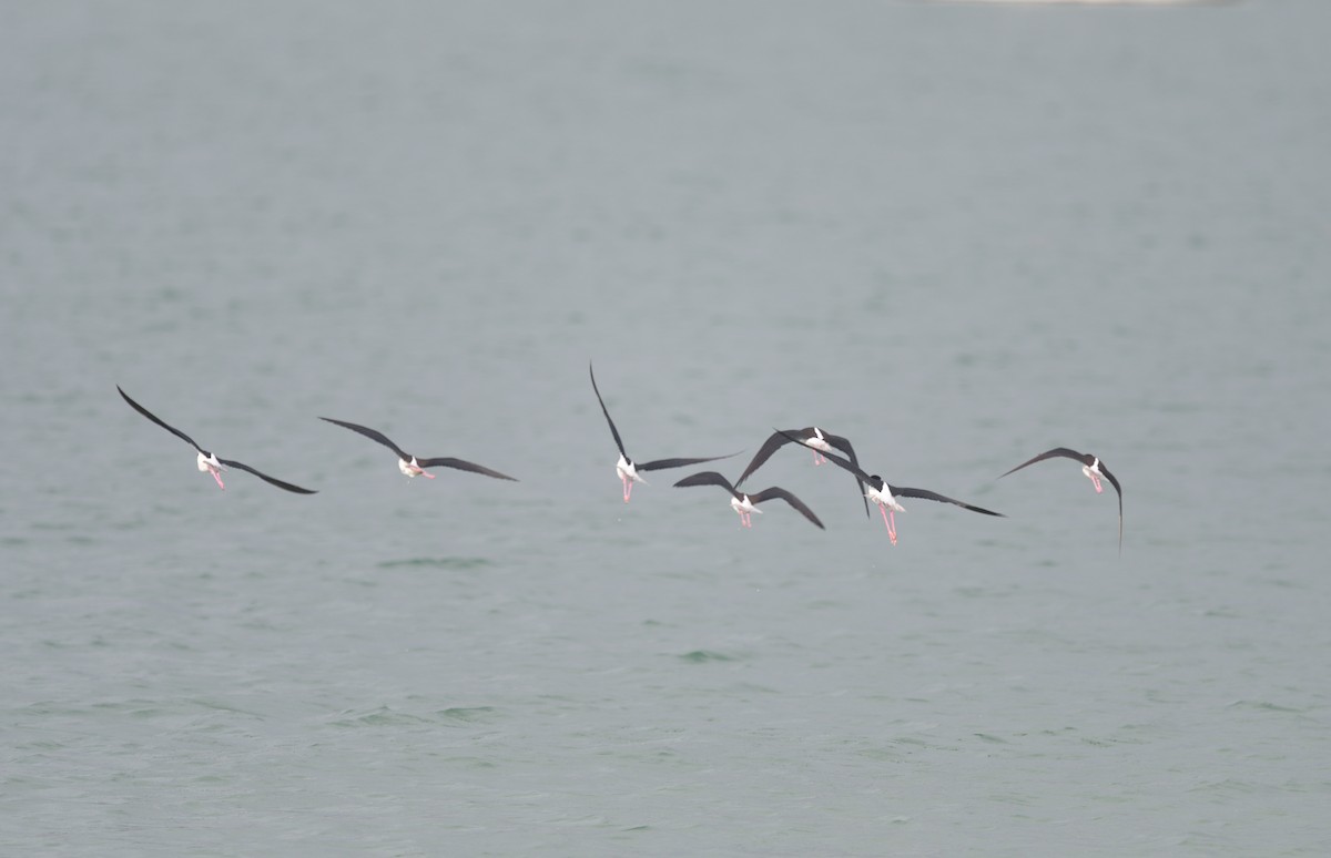 Black-necked Stilt - ML618215221