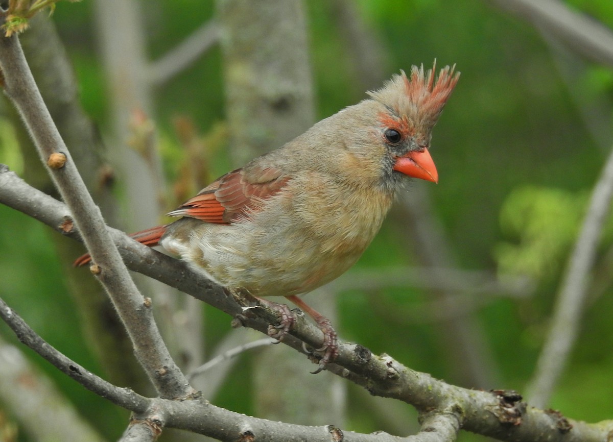 Northern Cardinal - Kent Miller