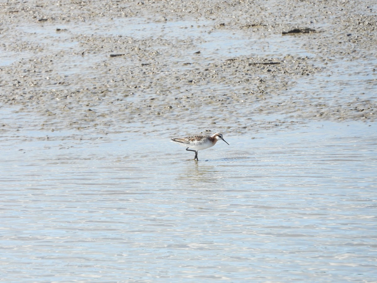 Wilson's Phalarope - Quentin Reiser