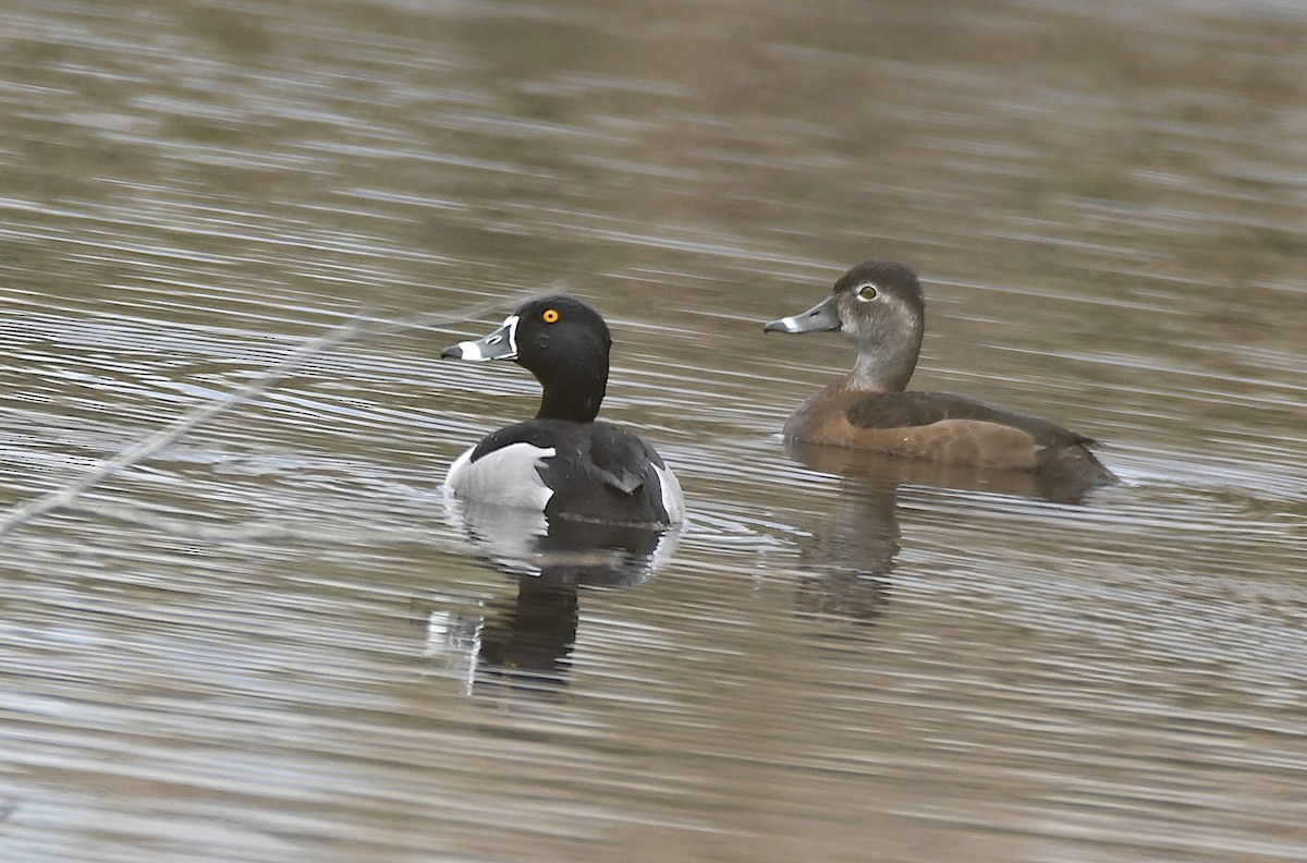 Ring-necked Duck - Damian Vraniak