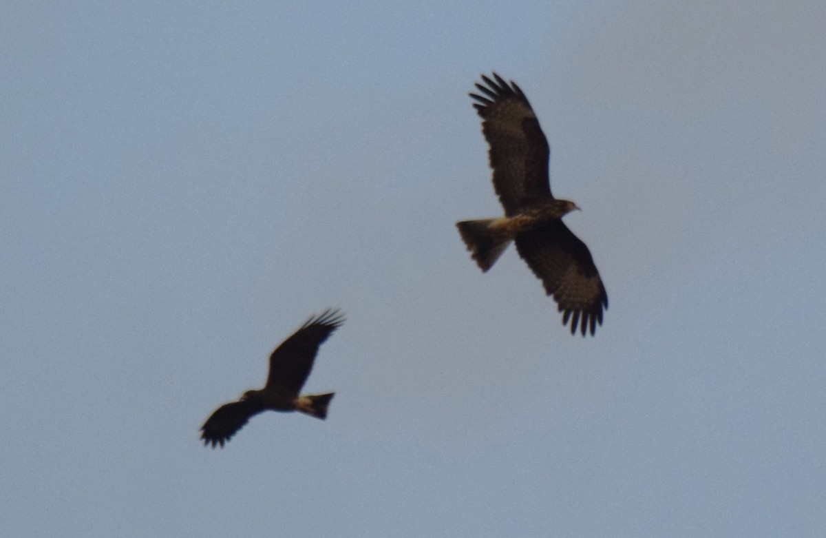 Snail Kite - Nestor Herrera