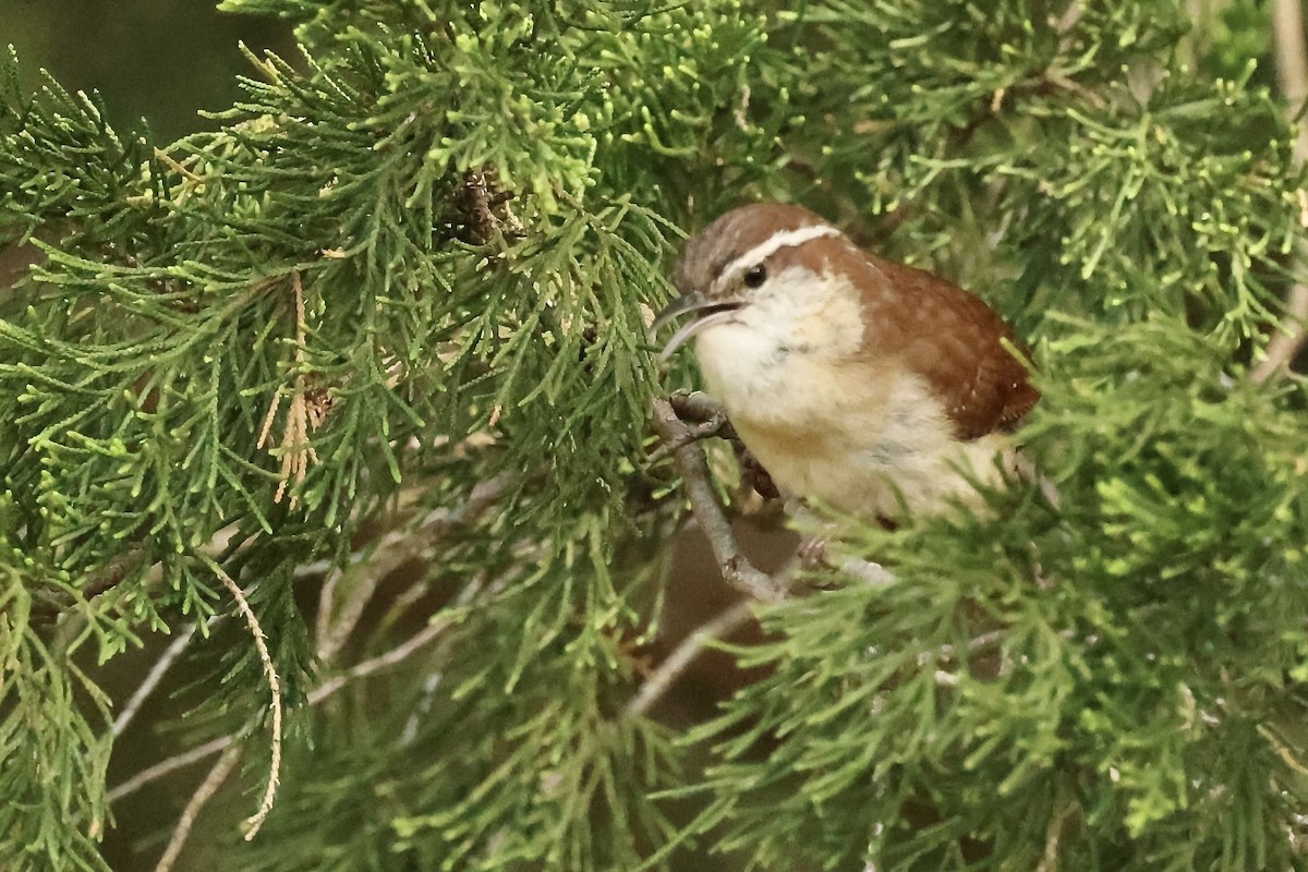 Carolina Wren - Karen Barlow