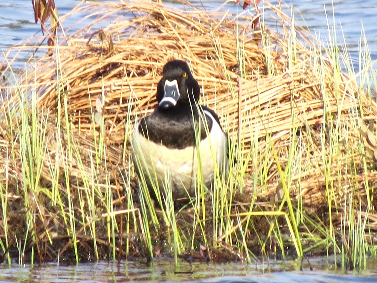 Ring-necked Duck - James Hirtle