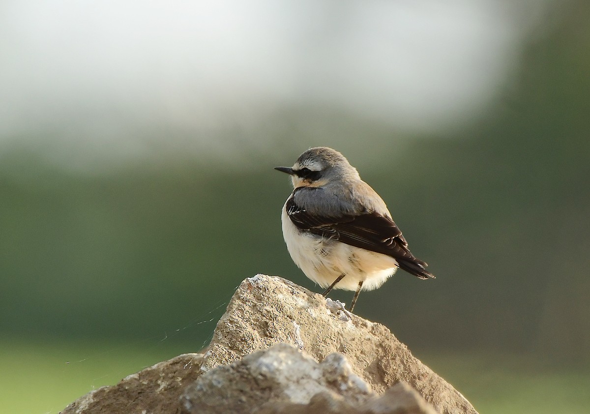 Northern Wheatear - ML618215297