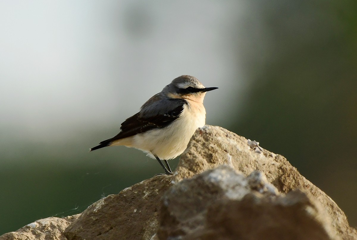 Northern Wheatear - ML618215298