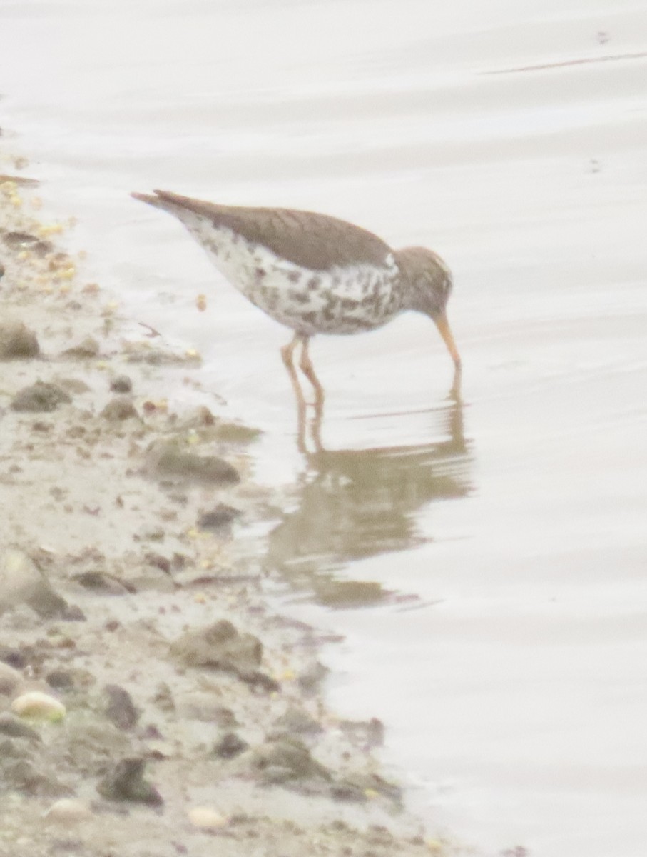 Spotted Sandpiper - Nancy Salem