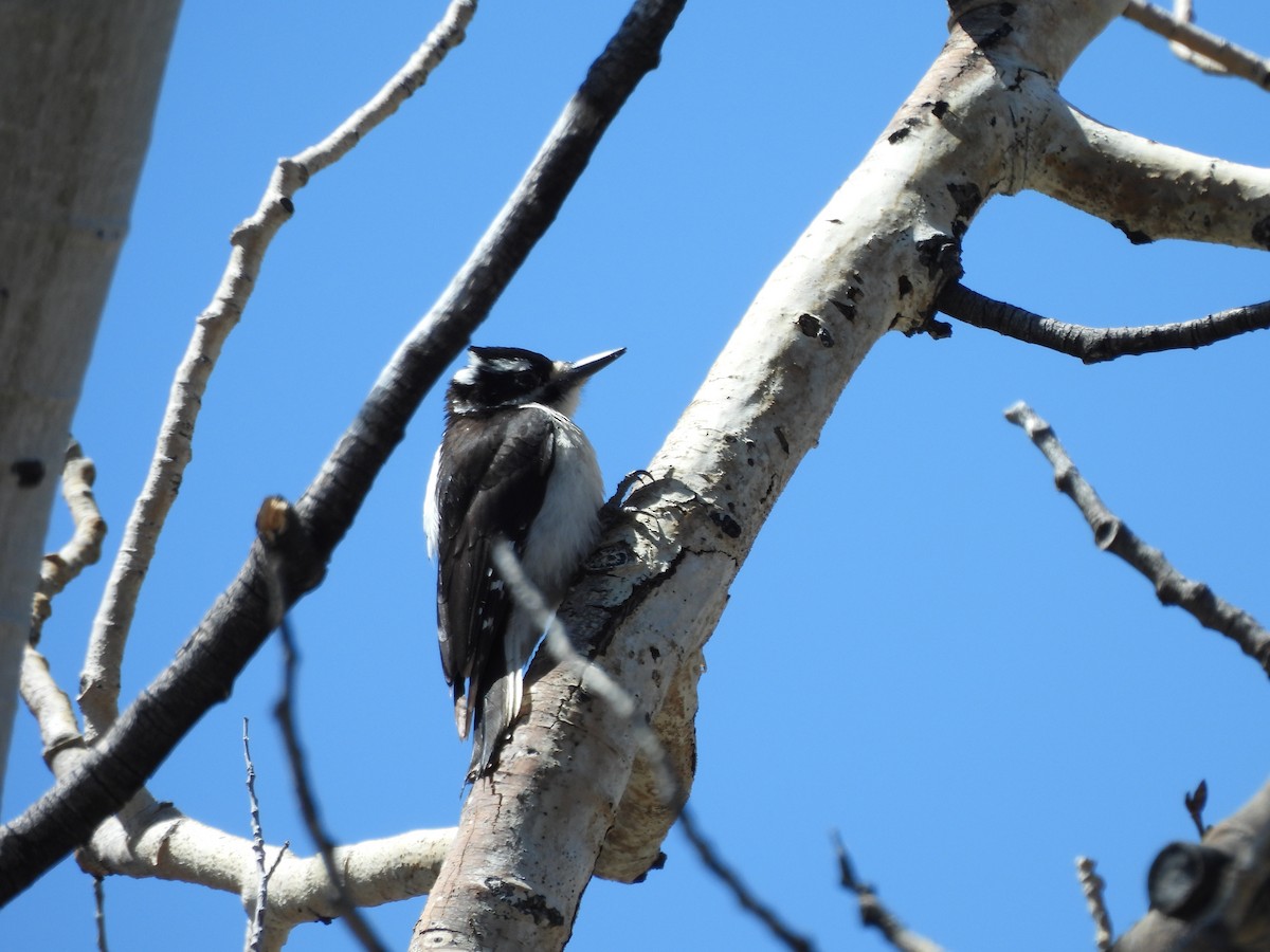 Hairy Woodpecker - Bosco Greenhead