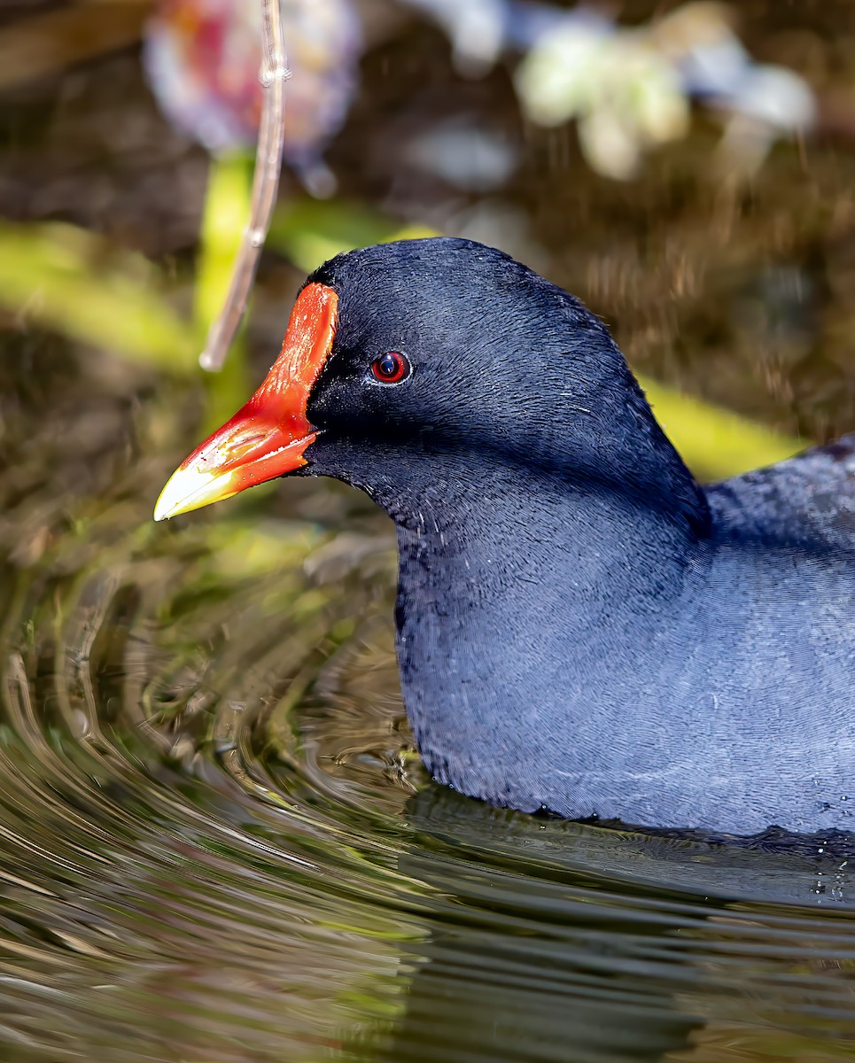 Eurasian Moorhen - ML618215315