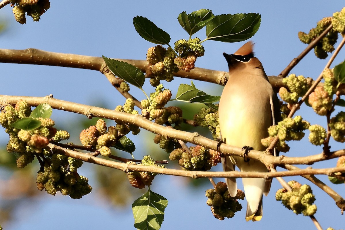 Cedar Waxwing - Karen Barlow