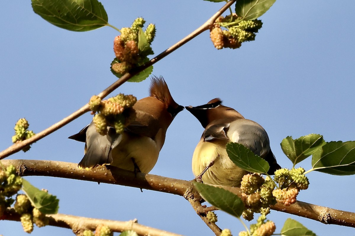 Cedar Waxwing - Karen Barlow