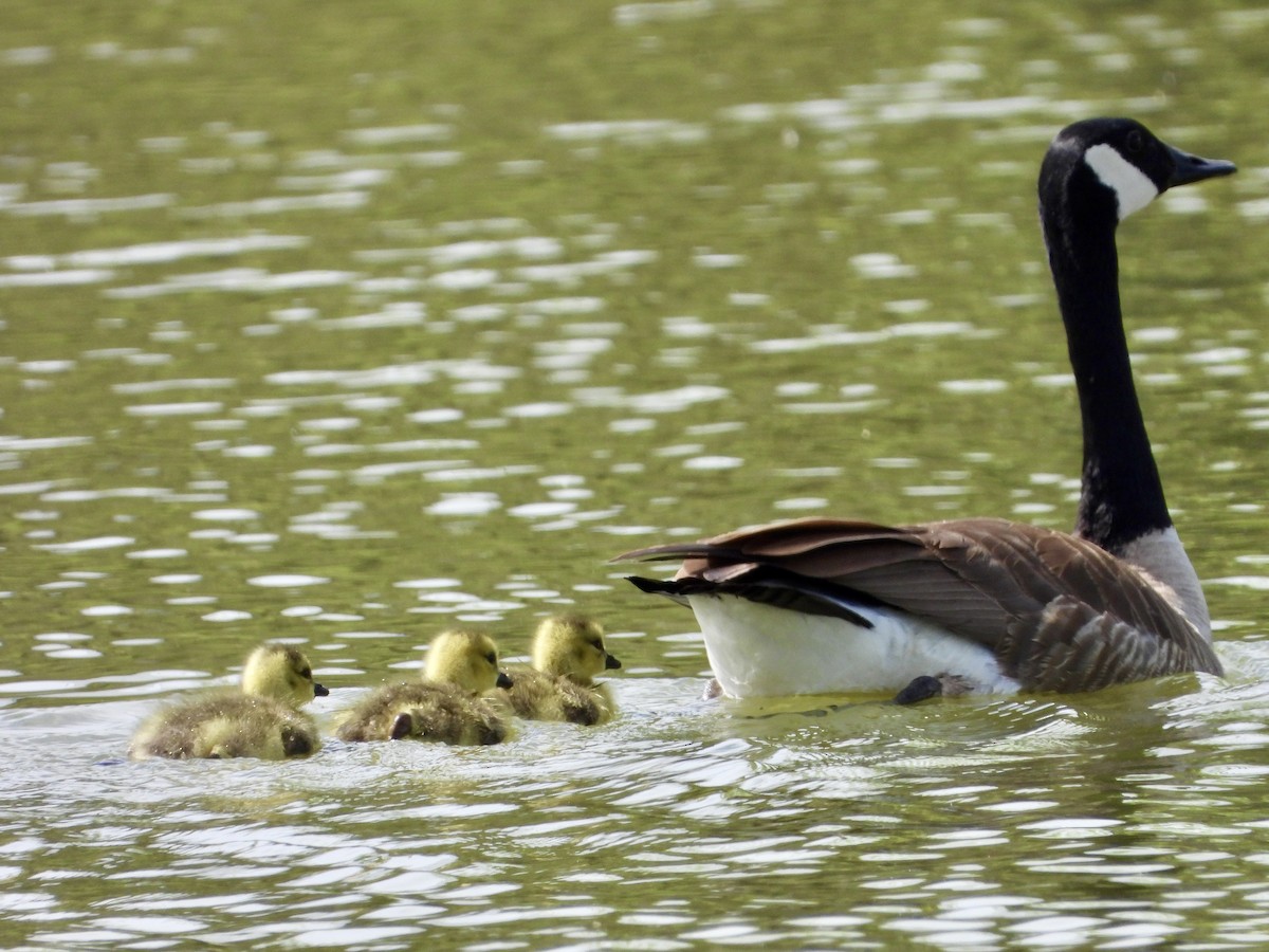 Canada Goose - Janet Roma