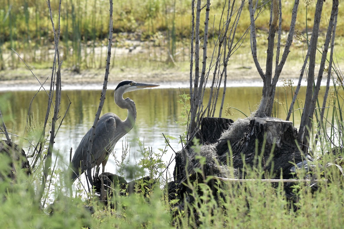 Great Blue Heron - ML618215335