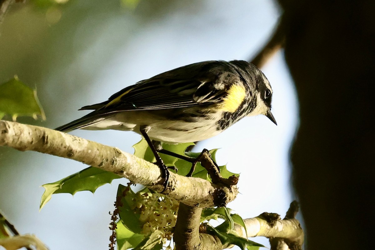 Yellow-rumped Warbler - Karen Barlow