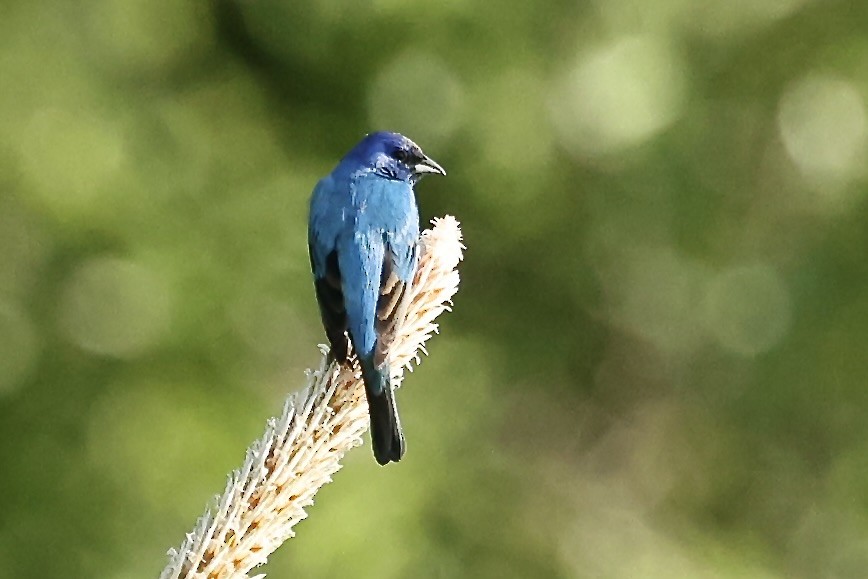 Indigo Bunting - Karen Barlow