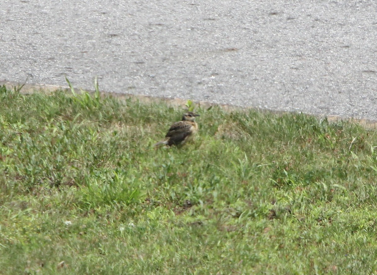 Eastern Meadowlark - ML61821541