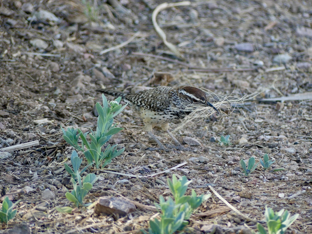 Cactus Wren - Dennis Wolter