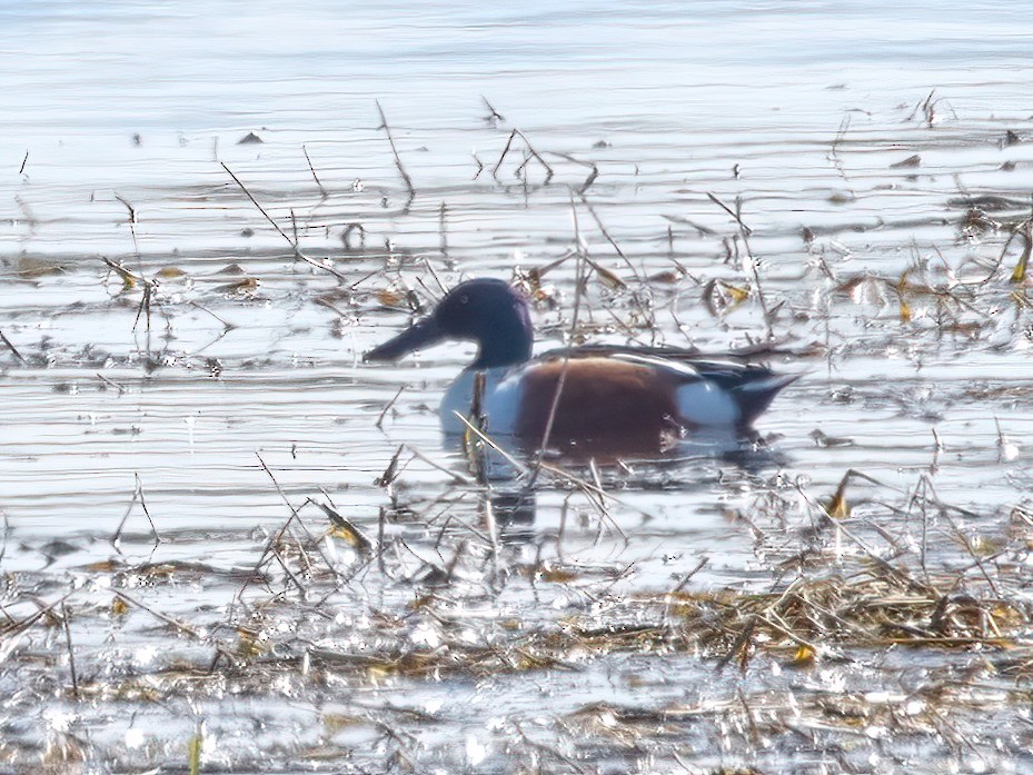 Northern Shoveler - Ilya R