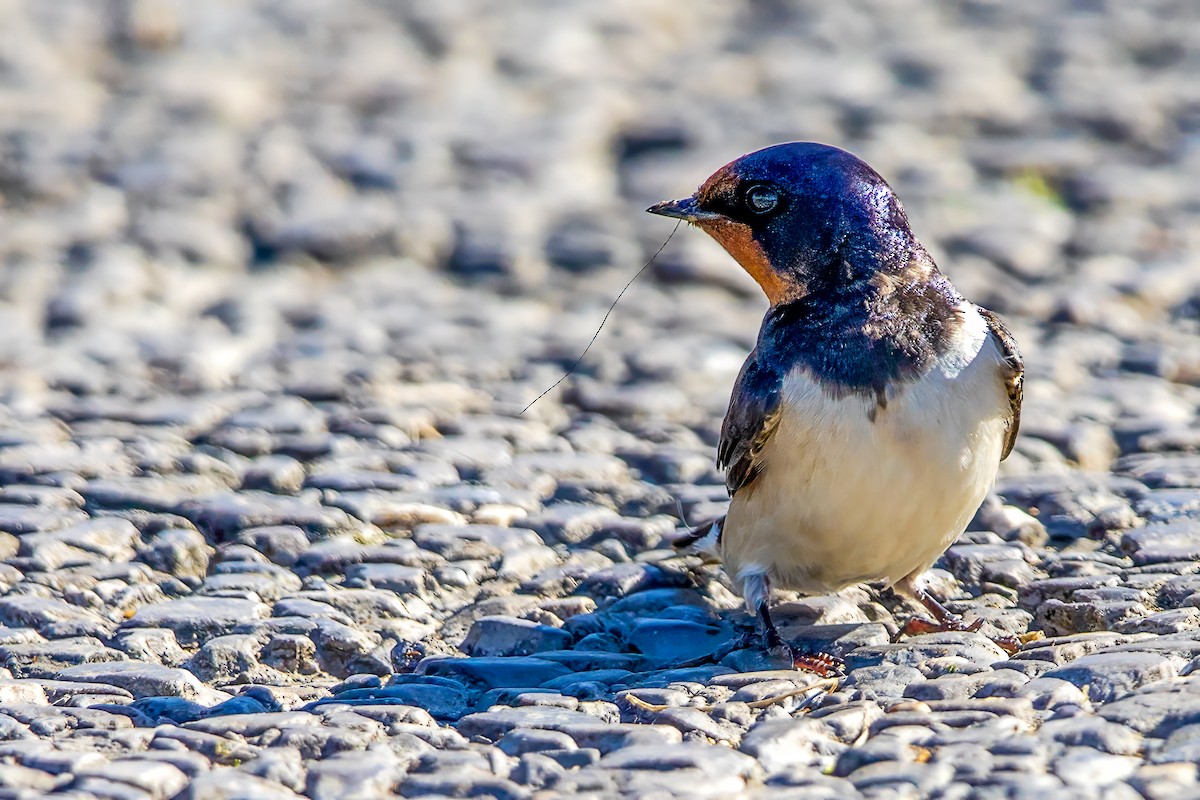 Barn Swallow - Mark Rose