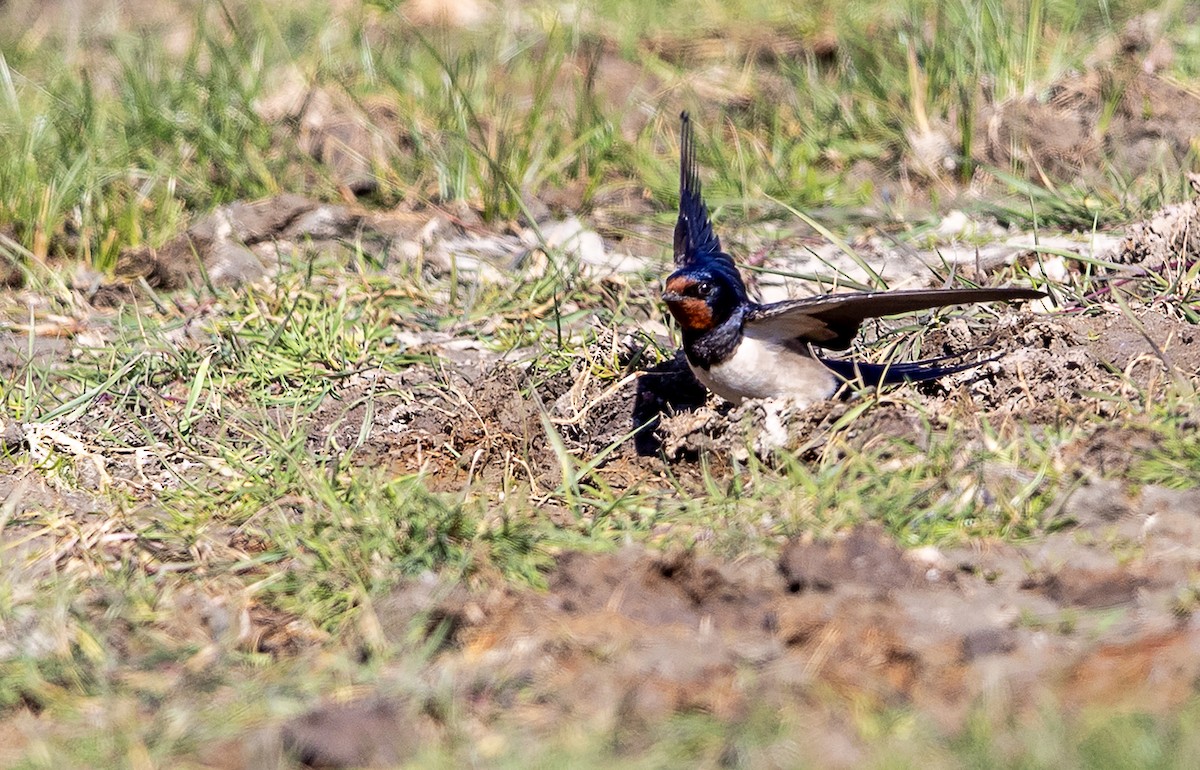 Barn Swallow - Mark Rose