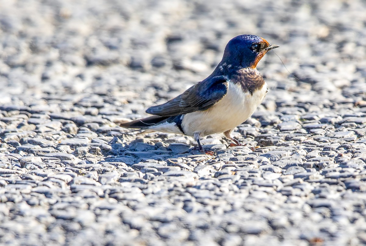 Barn Swallow - Mark Rose