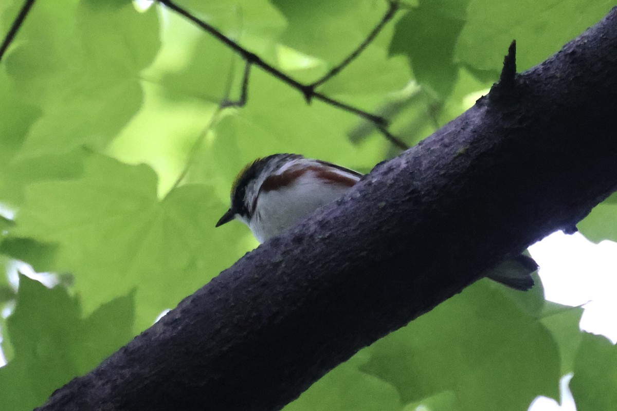 Chestnut-sided Warbler - Katherine Bell